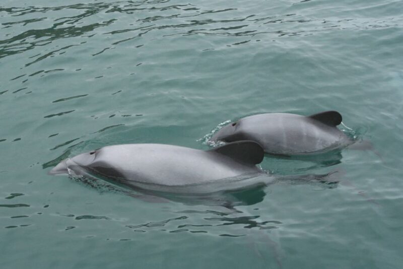 Akaroa: Swimming With Wild Dolphins 3-Hour Experience - Key Points