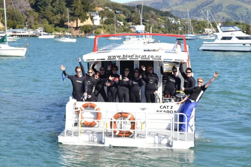 Akaroa: Swimming With Wild Dolphins 3-Hour Experience - Vessel and Safety Considerations