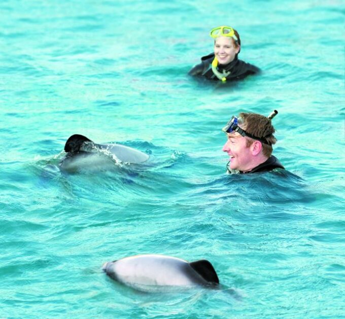 Akaroa: Swimming With Wild Dolphins 3-Hour Experience - Customer Ratings and Highlights
