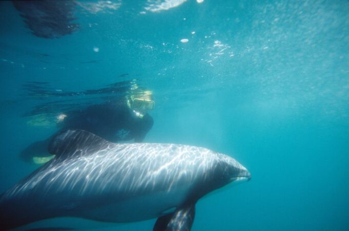 Akaroa: Swimming With Wild Dolphins 3-Hour Experience - Availability and Scheduling