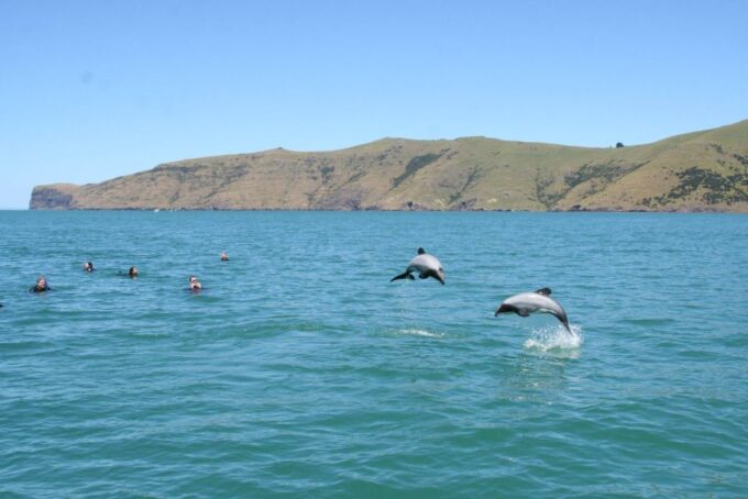 Akaroa: Swimming With Wild Dolphins 3-Hour Experience - Recap