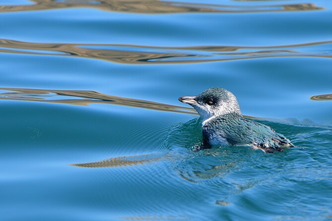 Akaroa Wildlife Cruise - Pricing and Availability