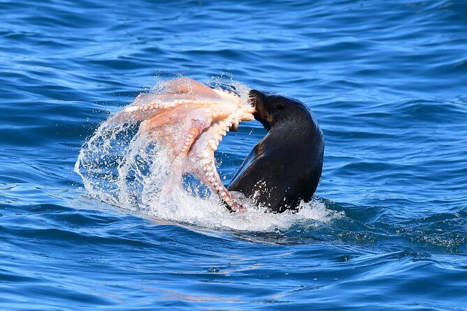 Akaroa Wildlife Cruise - Customer Feedback