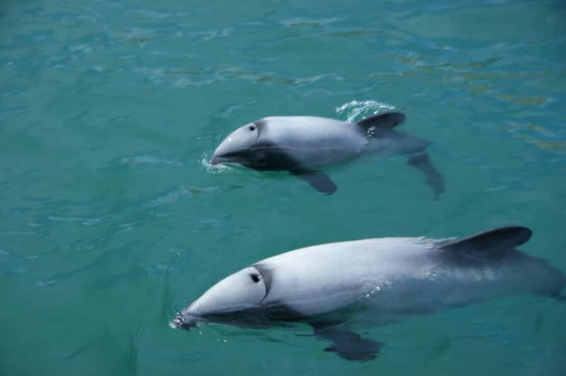 Akaroa: Wildlife Cruise with Dolphins and Penguins - An In-Depth Look at the Akaroa Wildlife Cruise