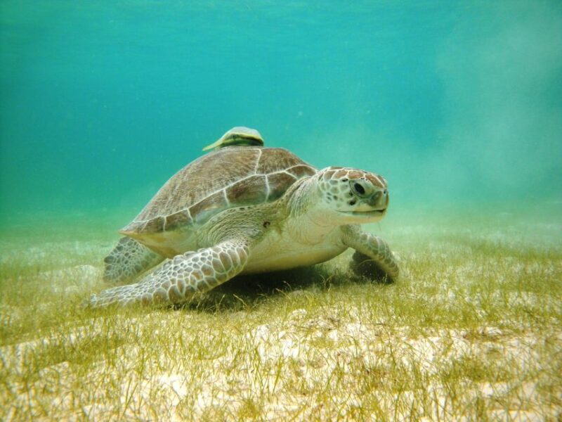 Akumal Bay: Cenotes and Snorkeling With Turtles - Key Points