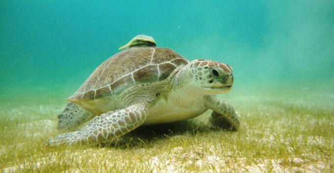 Akumal Bay: Cenotes and Snorkeling With Turtles - Participant Information