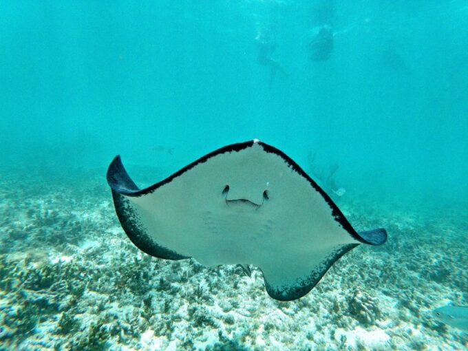 Akumal Bay: Cenotes and Snorkeling With Turtles - Customer Reviews