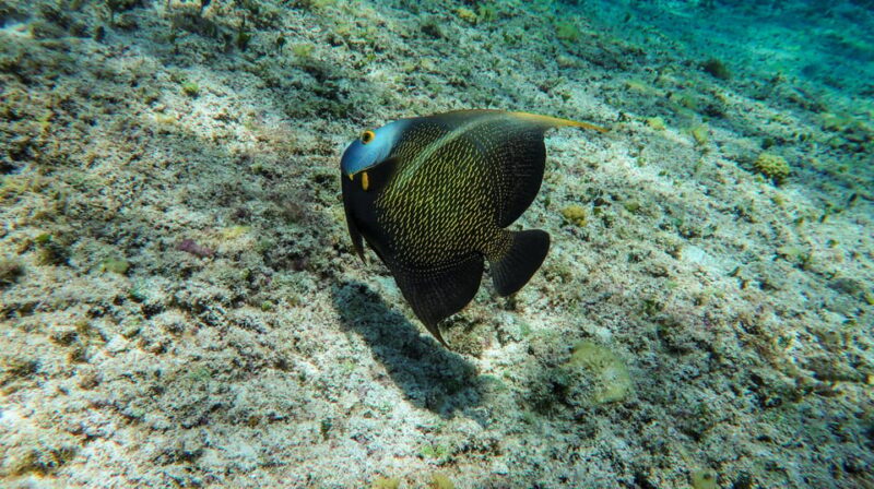 Akumal: Bay Snorkeling Tour - Marine Life Encounters