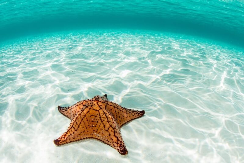 Akumal: Bay Snorkeling Tour - Coral Reef Biodiversity