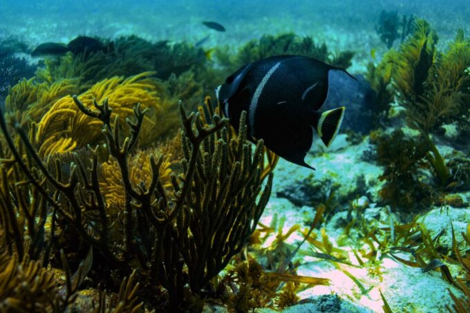 Akumal: Bay Snorkeling Tour - Snorkeling Equipment and Facilities
