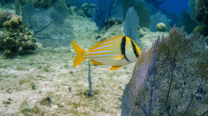 Akumal: Bay Snorkeling Tour - Tour Highlights