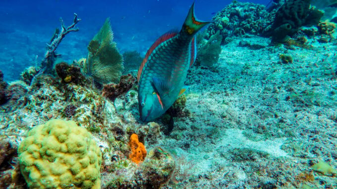 Akumal: Bay Snorkeling Tour - Frequently Asked Questions