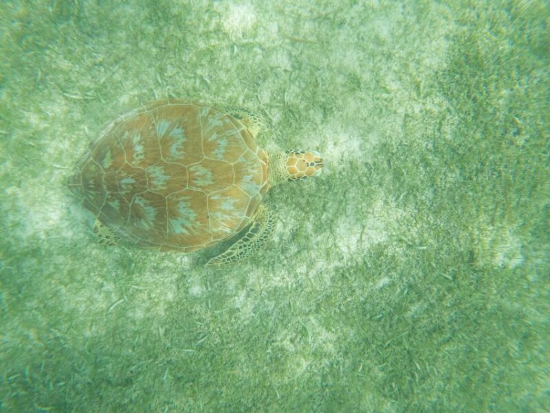 Akumal Beach: Swimming With Turtles Tour With Beach Time - Experience Highlights