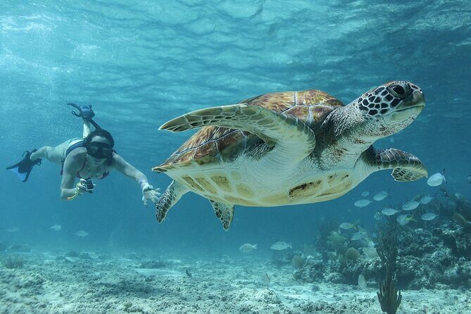 Akumal Cenote Swimming and Snorkeling from Cancun & Costa Mujeres - Key Points