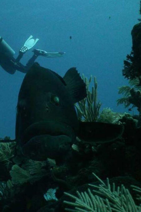 Akumal: Deep Dive Experience - Skill Enhancement