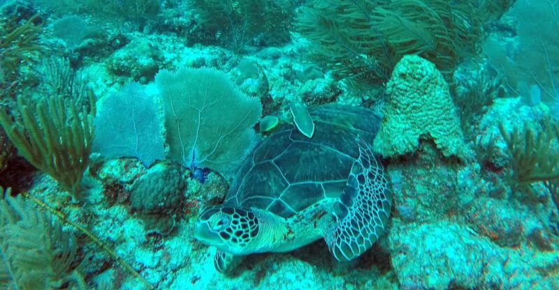 Akumal: Discover Scuba Diving - Pricing and Reservation