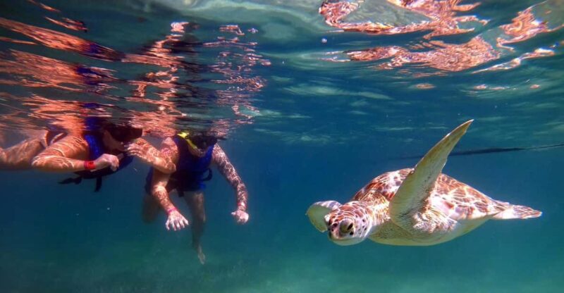 Akumal: Guided Turtle Snorkeling Tour and Pictures - Experience and Itinerary