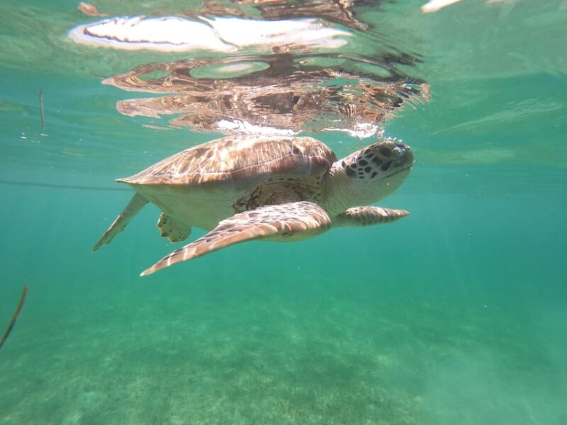 Akumal: Guided Turtle Snorkeling Tour and Pictures - Wildlife and Environment