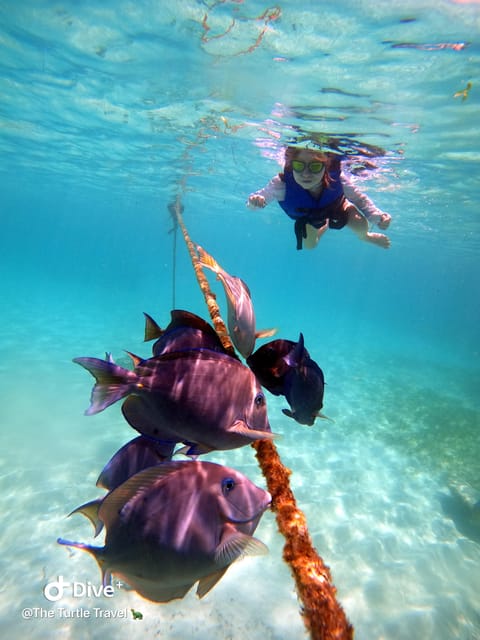 Akumal: Guided Turtle Snorkeling Tour and Pictures - Snorkeling Gear and Preparation