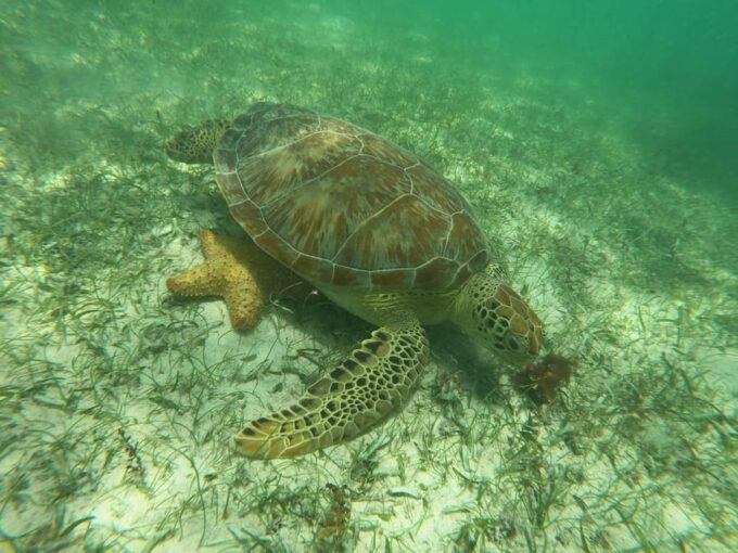 Akumal: Guided Turtle Snorkeling Tour and Pictures - Respect for Marine Ecosystem