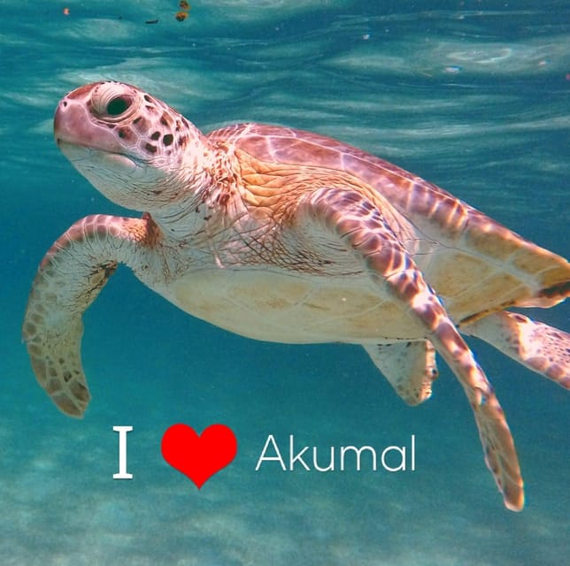 Akumal: Guided Turtle Snorkeling Tour and Pictures - Memorable Moments and Photos