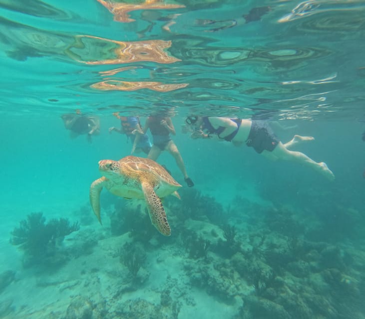 Akumal: Guided Turtle Snorkeling Tour - Experience and Itinerary
