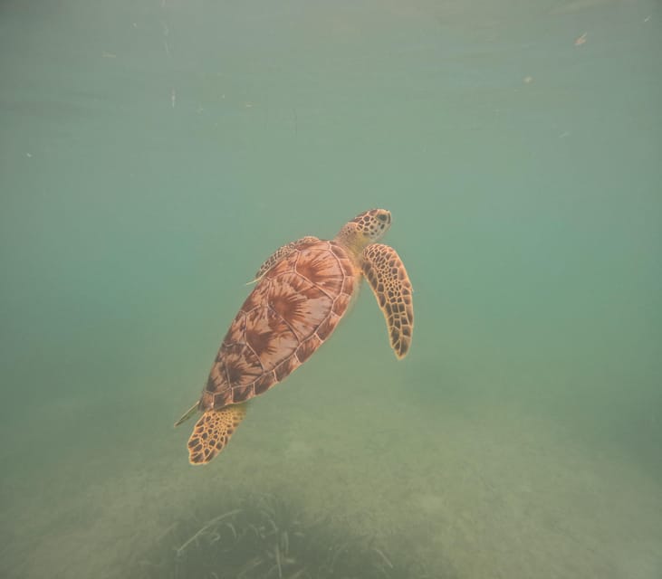Akumal: Guided Turtle Snorkeling Tour - Included Gear and Facilities