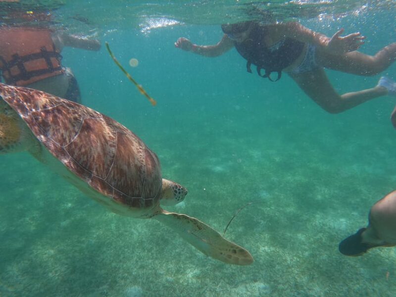 Akumal: Guided Turtle Snorkeling Tour - Customer Feedback and Recommendations