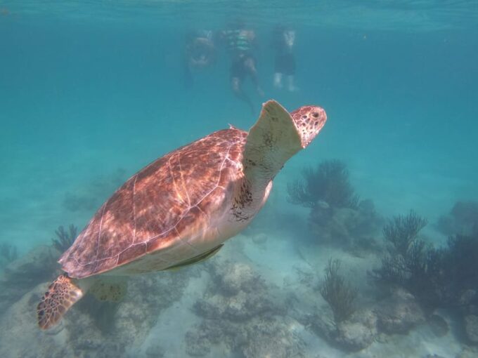 Akumal: Guided Turtle Snorkeling Tour - Exploring Akumal Bays Marine Life