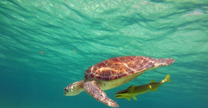 Akumal: Guided Turtle Snorkeling Tour - Arriving and Parking Details