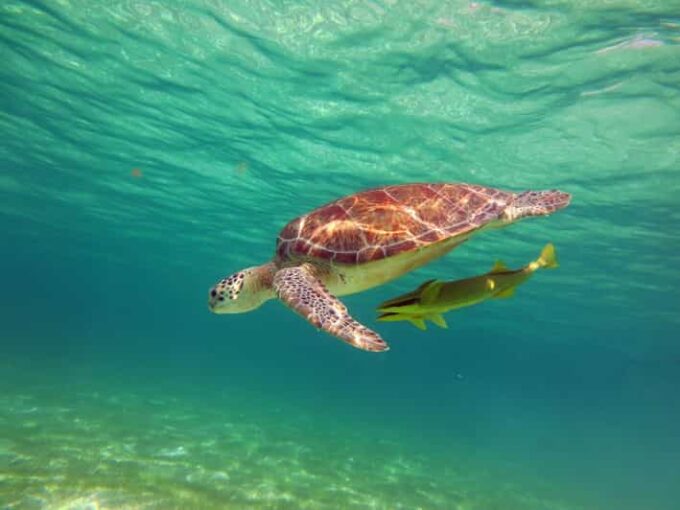 Akumal: Guided Turtle Snorkeling Tour - Frequently Asked Questions
