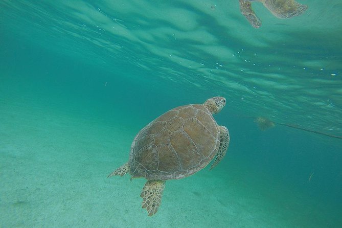Akumal Marine Turtle Daily Tour - Tranquil Cenote Experience