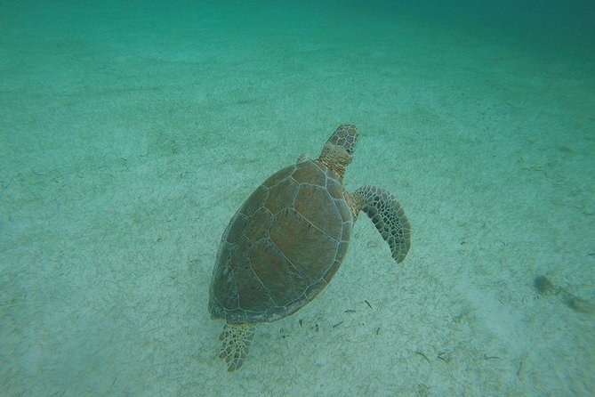 Akumal Marine Turtle Daily Tour - Frequently Asked Questions