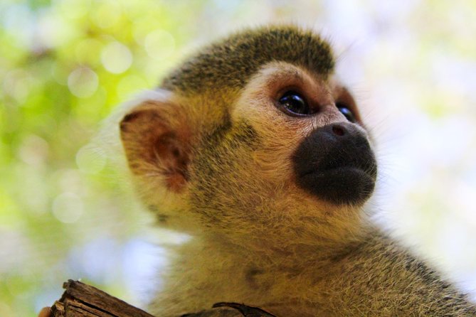 Akumal Monkey Sanctuary - Diverse Species at the Sanctuary