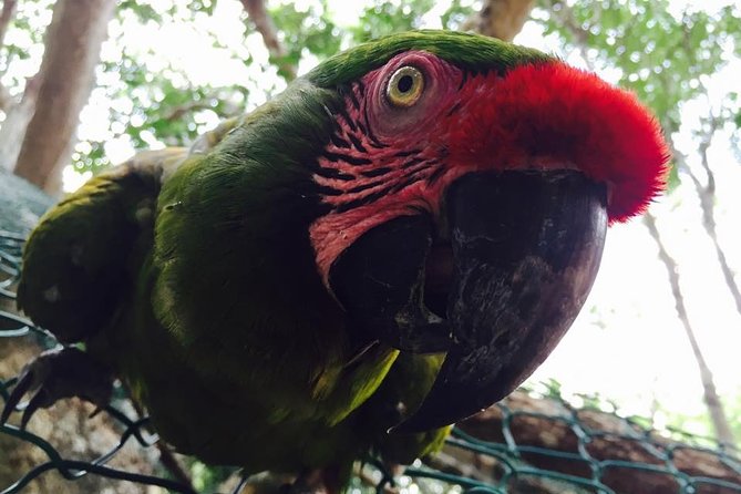 Akumal Monkey Sanctuary - Visitor Interaction Opportunities