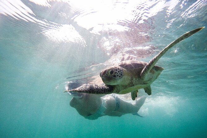 Akumal Paradise Tour Swimming With Turtles & Ancient Tulum Ruins. Lunch Included - Inclusions and Amenities