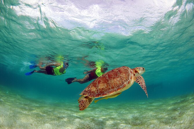 Akumal Paradise Tour Swimming With Turtles & Ancient Tulum Ruins. Lunch Included - Health and Safety