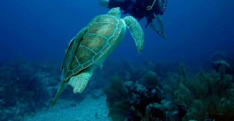 Akumal: Reef Diving Experience - Key Points
