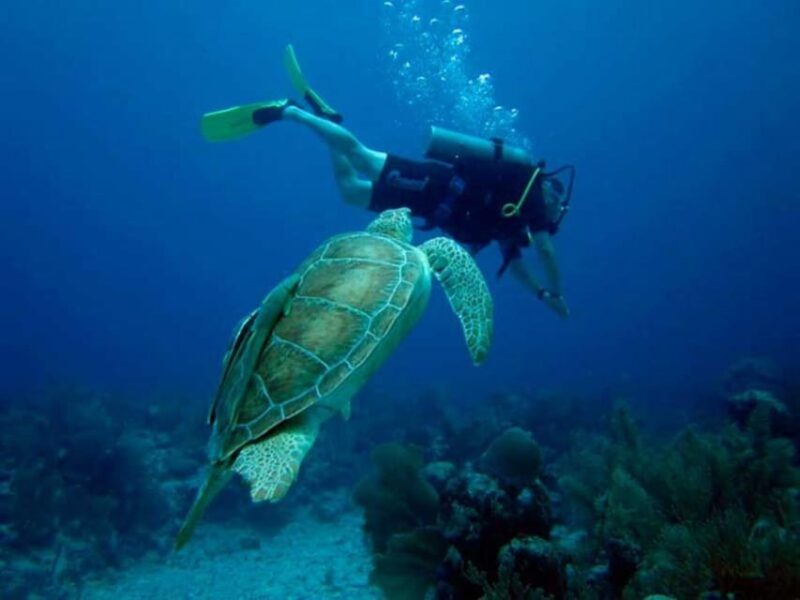 Akumal: Reef Diving Experience - Diving Experience