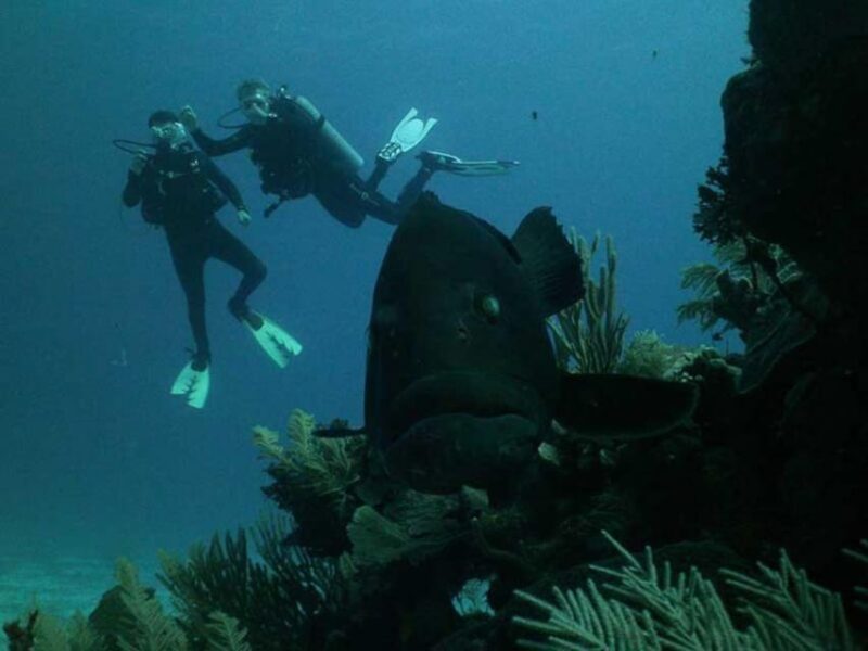 Akumal: Reef Diving Experience - Marine Life Encounter