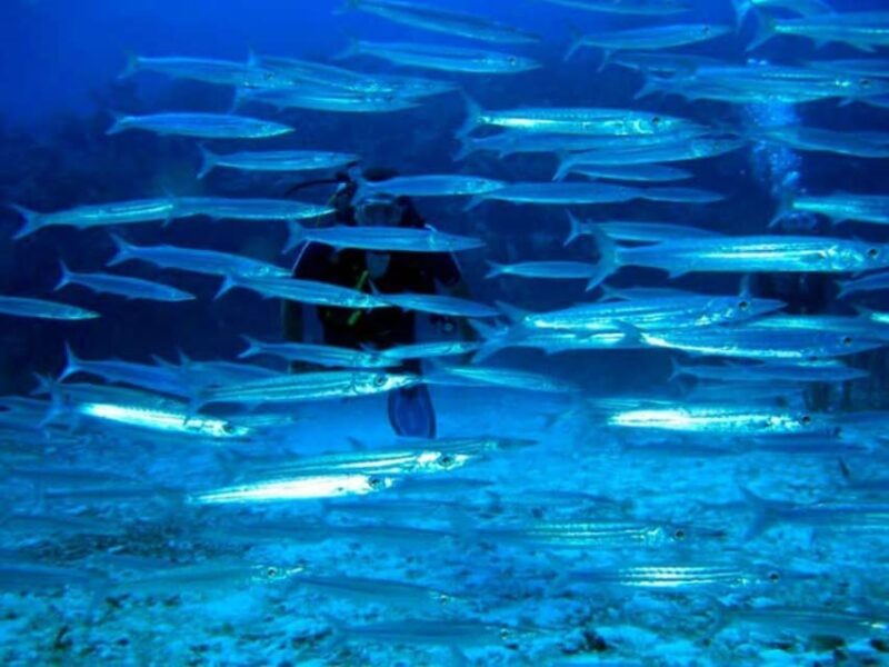 Akumal: Scuba Diving Experience - Shallow Water Training