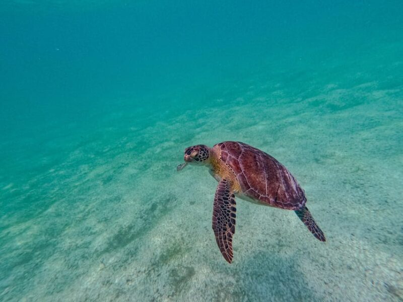 Akumal: Snorkel With Local Guides - Key Points