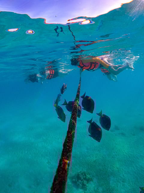 Akumal: Snorkel With Local Guides - Pricing and Booking