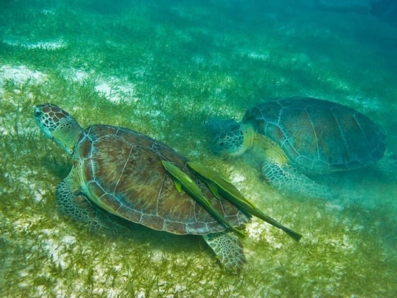 Akumal Snorkel With Turtles - Key Points