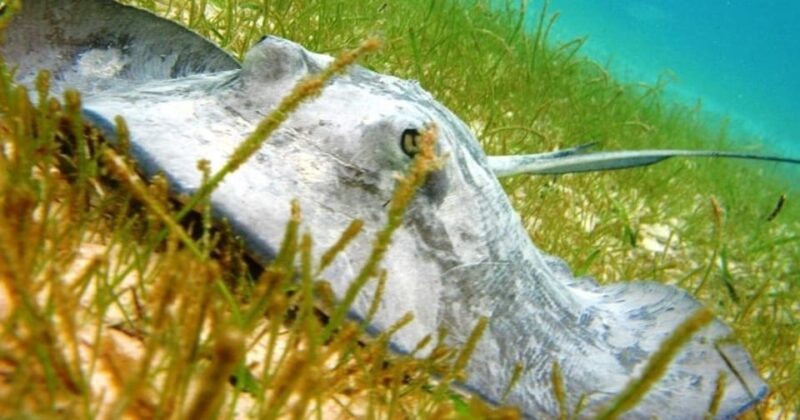 Akumal Snorkel With Turtles - Cenote Exploration