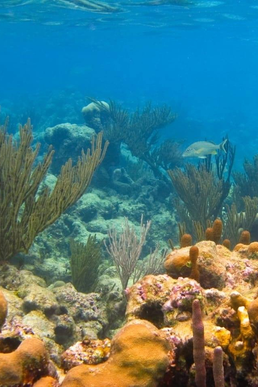 Akumal Snorkel With Turtles - Booking and Pricing