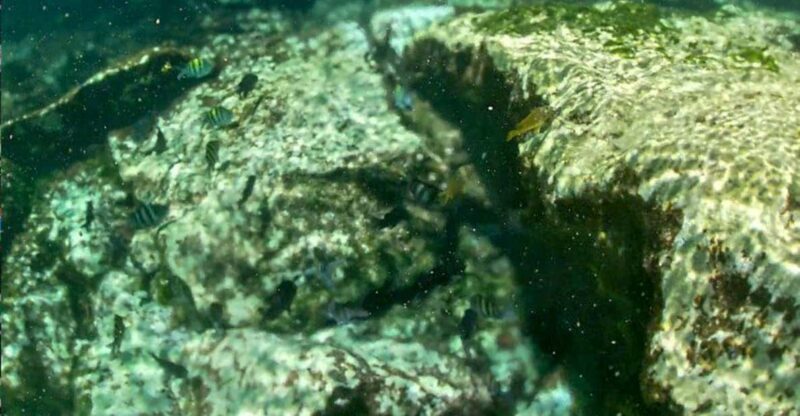 Akumal: Snorkeling and Boat Ride Experience - Preparation and Essentials