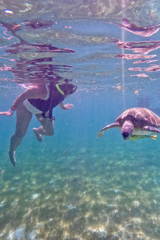 Akumal; Snorkeling and Photos With Turtles - Pricing and Cancellation