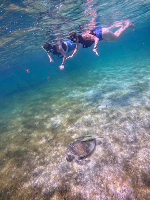 Akumal; Snorkeling and Photos With Turtles - Akumals Marine Sanctuary