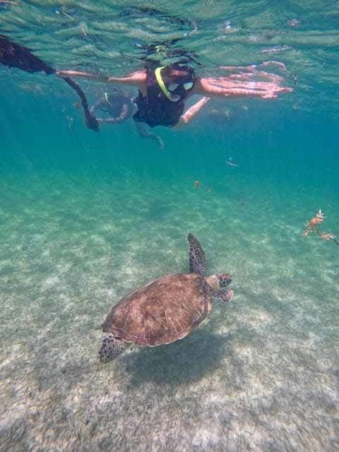 Akumal; Snorkeling and Photos With Turtles - Wildlife Encounters